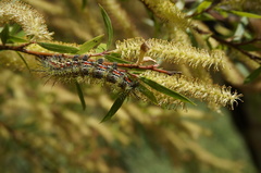 Ormiscodes amphimone