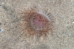 Ceriantharia