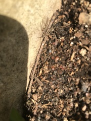 Araneae