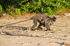 Trachypithecus cristatus