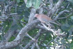 Streptopelia senegalensis