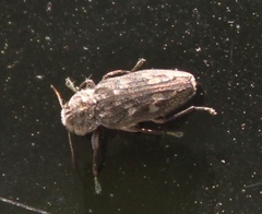 Chrysobothris femorata