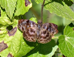 Ebrietas anacreon anacreon