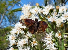 Chiomara mithrax