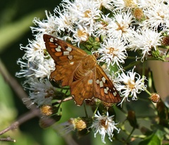 Myscelus amystis epigona
