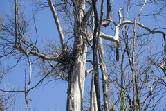 Dendrobium speciosum hillii