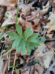 Hydrophyllum alpestre