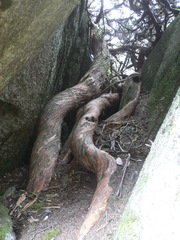 Podocarpus lawrencei