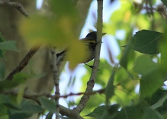 Setophaga coronata auduboni
