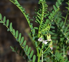 Vicia ervilia