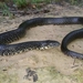 Black Kingsnake - Photo (c) Tristan Clark, some rights reserved (CC BY-NC), uploaded by Tristan Clark