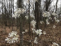 Amelanchier ovalis