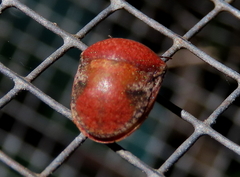 Solenotichus circuliferus
