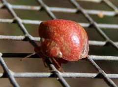 Solenotichus circuliferus
