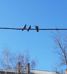 Columba livia domestica