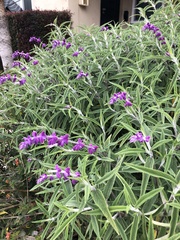 Salvia leucantha