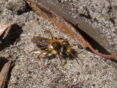Andrena dunningi