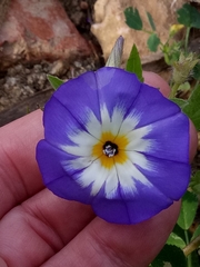 Convolvulus tricolor image