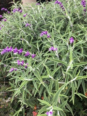 Salvia leucantha