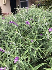 Salvia leucantha