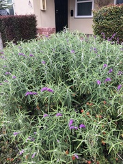 Salvia leucantha