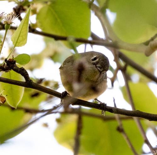 Ruby-crowned Kinglet photographed in West Virginia