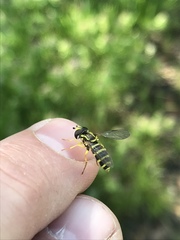 Xanthogramma flavipes