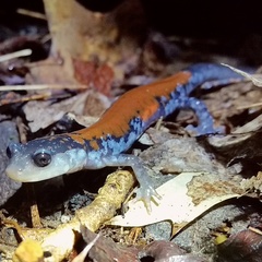 Plethodon yonahlossee