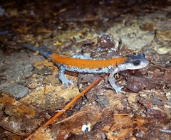 Plethodon yonahlossee