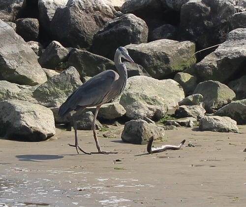 Great Blue Heron photographed in Maryland