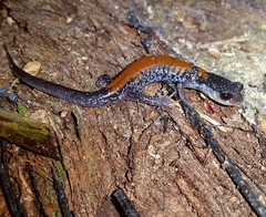 Plethodon yonahlossee