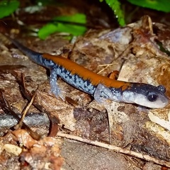 Plethodon yonahlossee