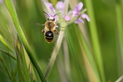 Cadeguala occidentalis