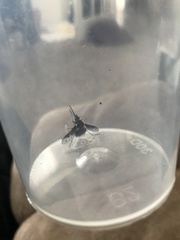 Bombylius albicapillus