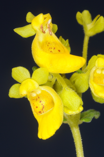 Calceolaria teucrioides (Calceolaria teucrioides)