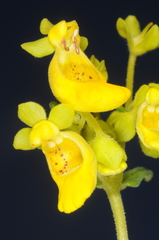 Calceolaria teucrioides