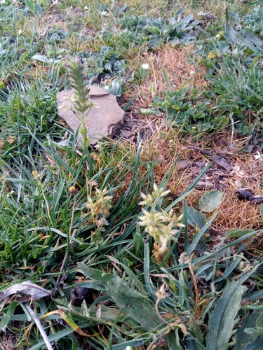 Cerastium glomeratum image