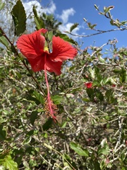 Hibiscus × archeri