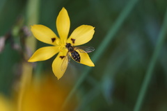 Toxomerus vertebratus