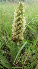 Skeptrostachys paraguayensis