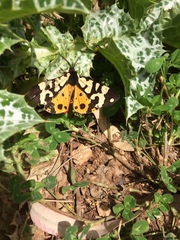 Arctia villica konewkaii