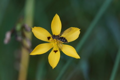 Toxomerus vertebratus