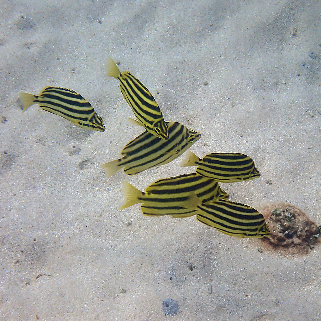 East-Australian Stripey