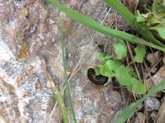 Timarcha pimelioides