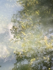 Ceratophyllum demersum