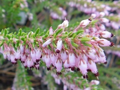 Erica nudiflora