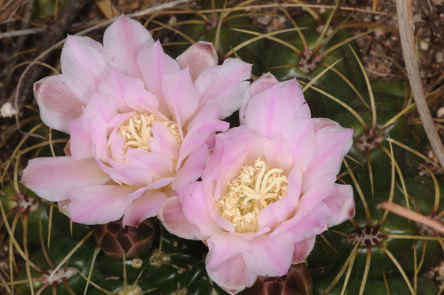 Gymnocalycium monvillei ssp. monvillei