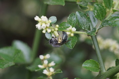 Colletes cyanescens