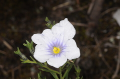 Nierembergia linariifolia