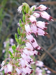 Erica nudiflora